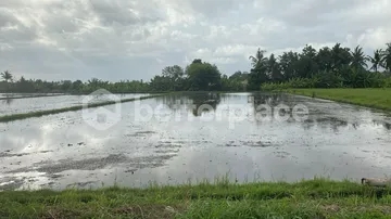 Unveil Tranquility: Expansive Land in Kedungu, Bali – Your Oasis of Possibilities!