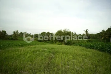 Prime 1340 sqm Land in Beraban – Tabanan, Ideal for Investment