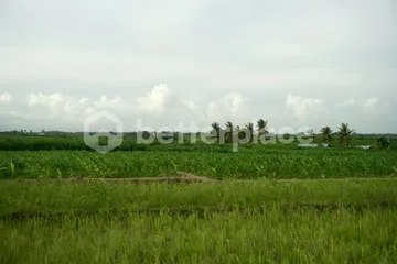 Prime 1340 sqm Land in Beraban, Tabanan, Ideal for Investment