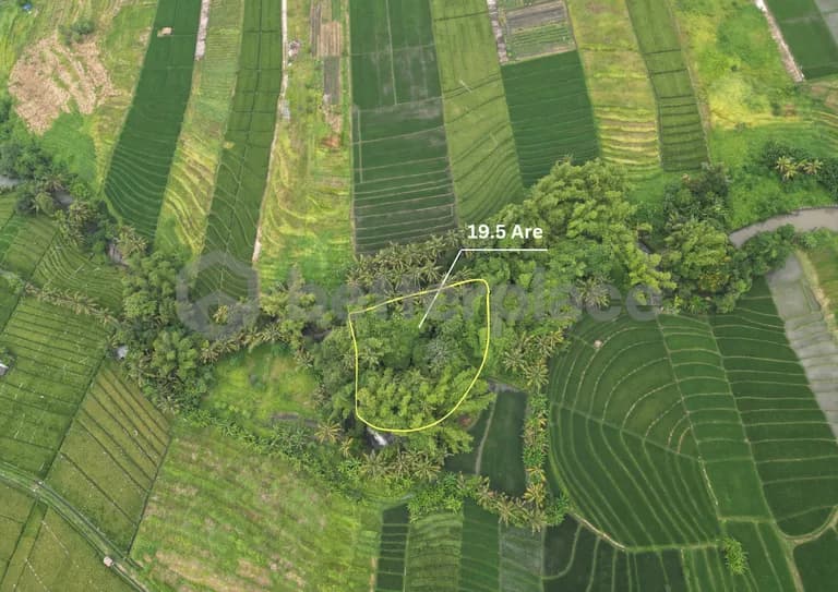 Prime 19,5 Are Freehold Land in Kedungu – A Growing Investment Opportunity