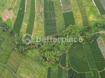 Prime 19,5 Are Freehold Land in Kedungu – A Growing Investment Opportunity