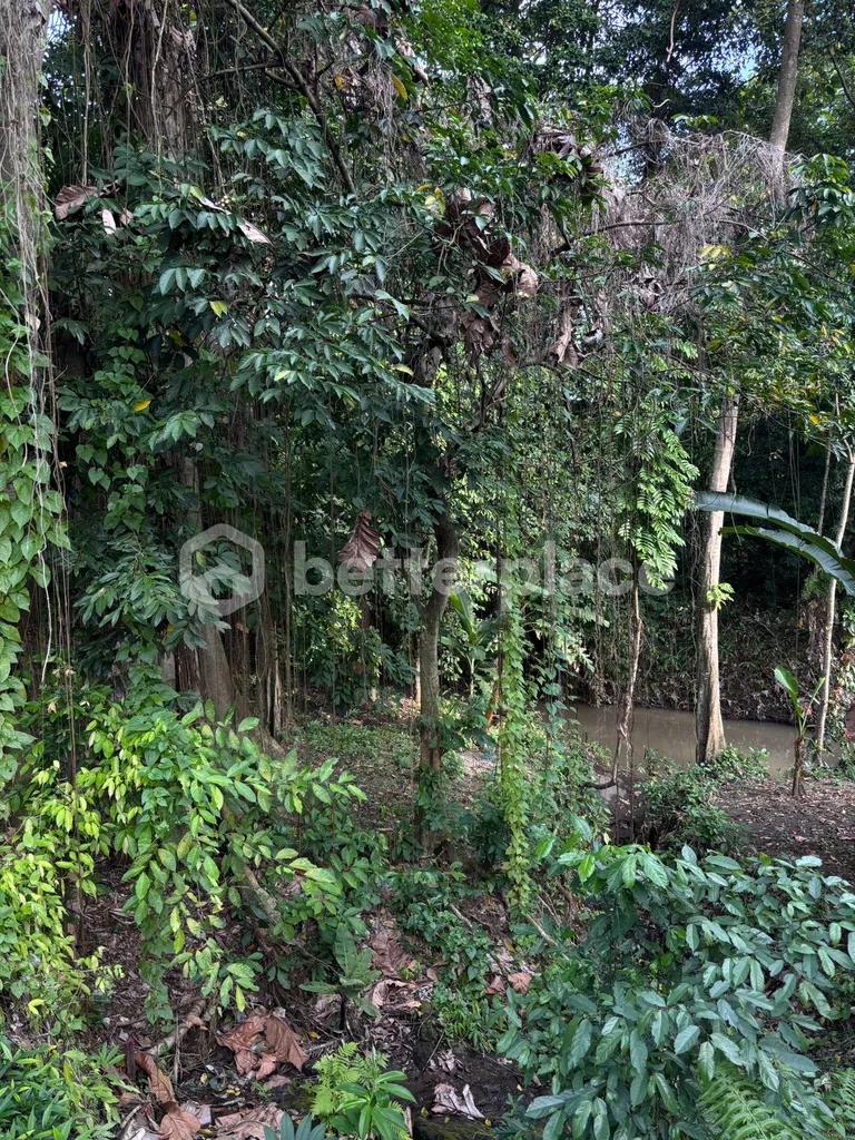 780 Sqm Land Riverside Land with Jungle Views in Tumbak Bayuh