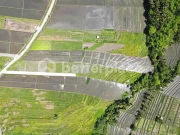 Land of Dreams: Exclusive Leasehold Opportunity in Kedungu – Craft Your Bali Oasis!