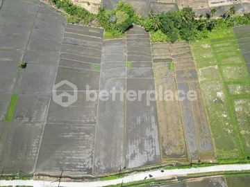 Unveil Tranquility: Expansive Land in Kedungu, Bali – Your Oasis of Possibilities!