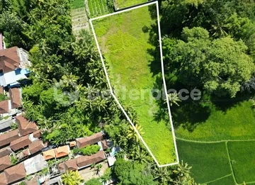Exclusive 2600 sqm Land with Mesmerizing Rice Field Views in Mas, Ubud