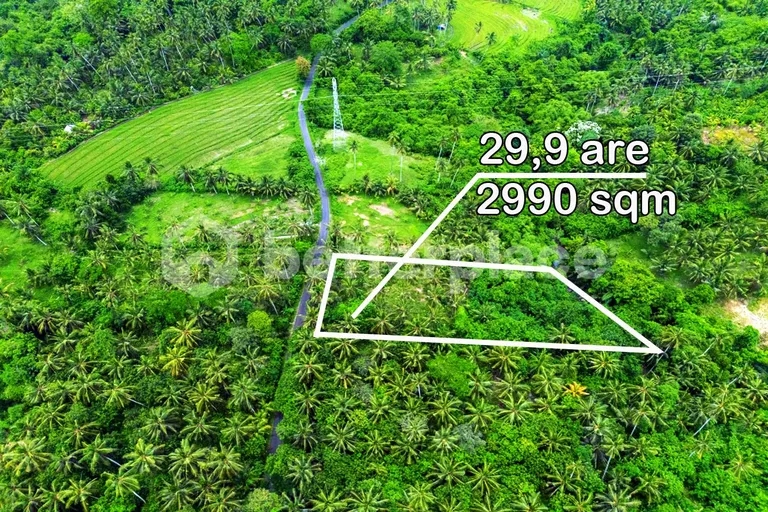 Discover Peaceful Living in Bali – Stunning 2,990 sqm Freehold Land in Balian with Lush Jungle and River Views
