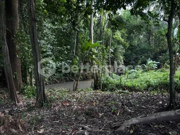 780 Sqm Land Riverside Land with Jungle Views in Tumbak Bayuh